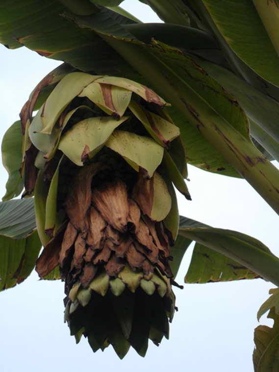 Sejarah Tasbeh Sunan Bonang