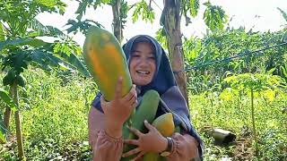 Jalan Jalan di Tanah Kelahiran Jen Soedirman Desa Bodaskarangjati 