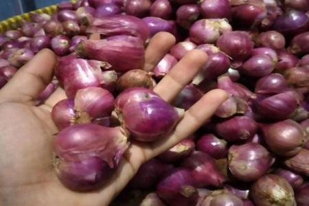 PETANI BAWANG MERAH KENDAL MENJERI