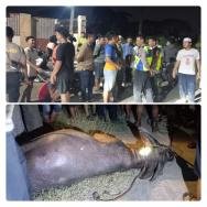 Satreskrim Polres Kudus Ungkap Kasus Curas Lansia, Pelaku Simpan Emas di Sawah