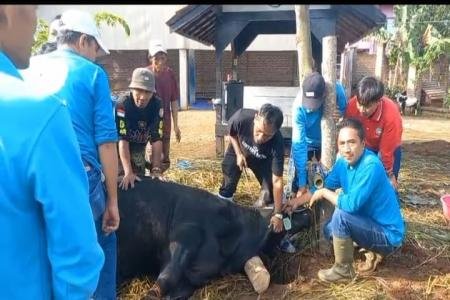 Lintang Astha Gelar Penyembelihan Hewan Kurban di Hari Raya Idul Adha 